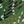 Green Splice