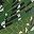 Green Splice