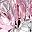Pink Rose
