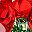 Red Rose