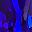 Blue Tulip