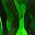 Green Tulip