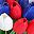 White Red Blue
