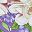 Romantic Purple