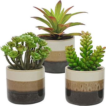 Mini Succulent Plants Set of 3 Ceramic Pots