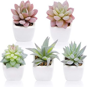 Mini Succulent Plants Set of 5 Ceramic Pots