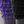 Purple Grey