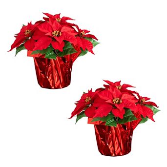 nearly natural Artificial Poinsettia Arrangement in Wrapped Planter - Set of 2