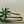 Palm Tree