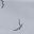 Seagull