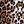 Black Leopard