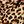 Brown Leopard