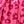 Rose Red Leopard