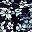 Black Floral