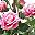 Rose Red