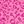 Rose Leopard
