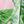 Pink Palm Leaves