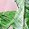 Pink Palm Leaves