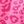 Rose Leopard