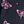 Black Pink Butterfly
