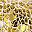 Gold Tone