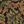 Brown Damask