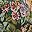 Potpourri Floral