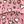Pink Leopard