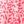 Pink Leopard