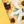 Yellow Sunflower