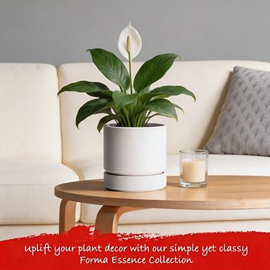 1Pc 6" Round Straight Planter With Drainage & Deep Catch Tray Indoor Plants