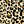 Black Leopard