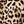 Leopard Grey Star