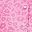 Pink Leopard
