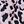 Beige Leopard