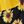 Yellow Sunflower Print