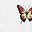 Butterfly Print