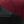 Gradient Maroon