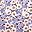 Purple Print