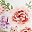 Rose Flower