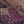 Black Purple