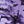 Purple Camo