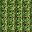 Matcha Green