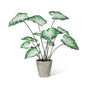 Decorative Caladium Plant in Ceramic Pot, Indoor Botanical Accent for Modern Spaces