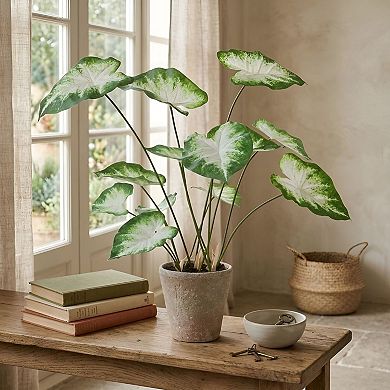 Decorative Caladium Plant in Ceramic Pot, Indoor Botanical Accent for Modern Spaces