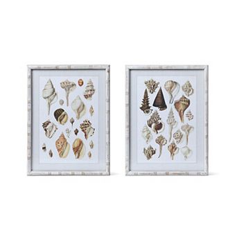 Set of 2 Assorted Murex Seashell Framed Wall Art Prints for Living Room and Bedroom Decor