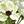 Cream Green