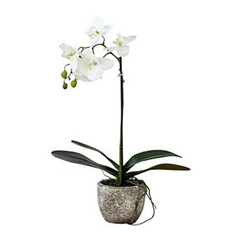 Decorative Phalaenopsis Orchid Plant for Entryway Console and Office Desk Display