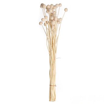 Uniquewise 40 pc Natural Dried Billy Ball Craspedia Flowers Bouquet, Off White