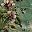 Army Green Floral